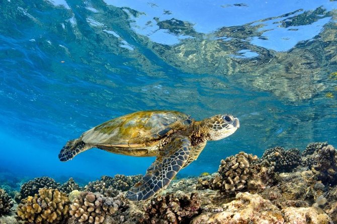 Oahu Circle Island Tour with Turtle Snorkeling— Small-Groups - Kualoa Point and Mokoliʻi photos