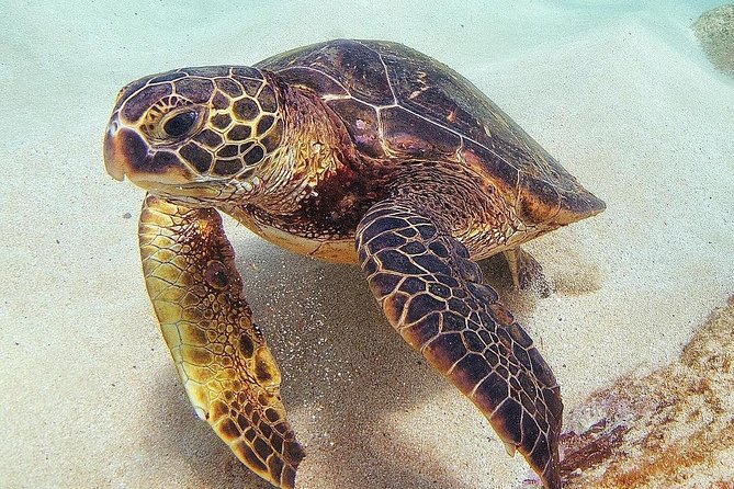 Oahu Circle Island Tour with Turtle Snorkeling— Small-Groups - North Shore lunch at a local farm