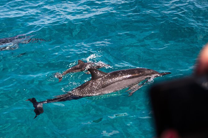 Oahu Dolphin and Snorkel Tour with Waikiki Pickup & Lunch - The boat ride and dolphin search