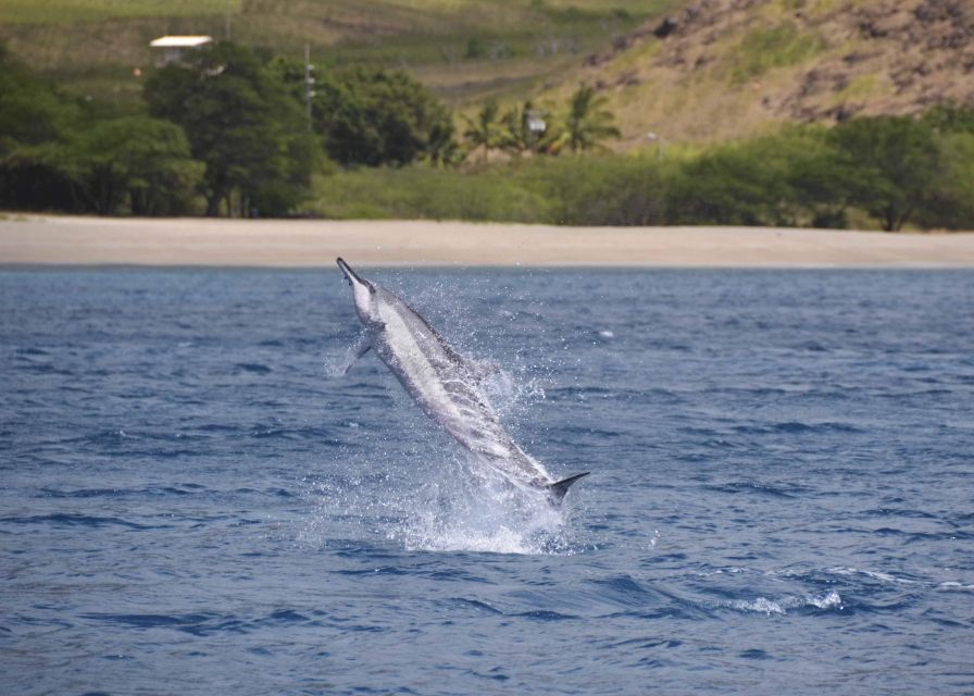 Oahu: Dolphin Swim and Turtle Snorkel Excursion in Waianae - Key points before you book