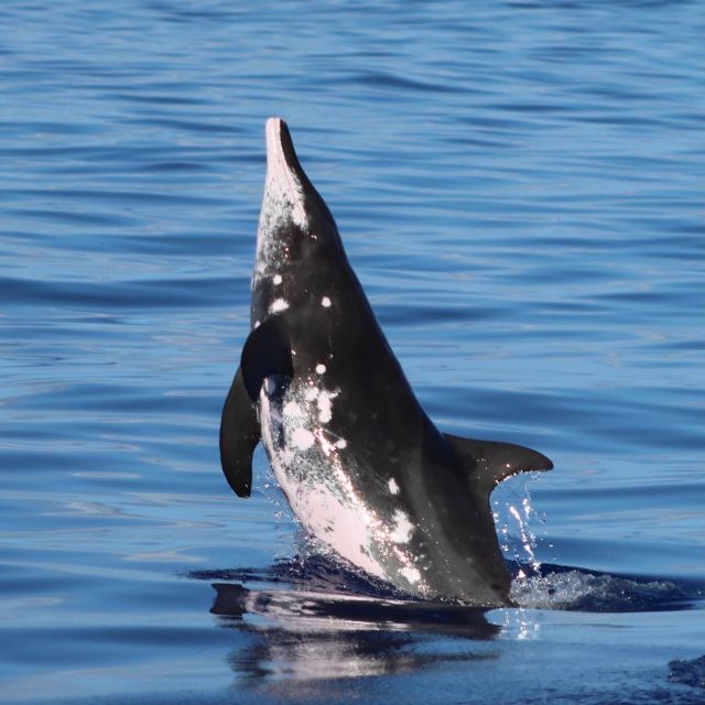 Oahu: Dolphin Swim and Turtle Snorkel Excursion in Waianae - Who should book this excursion?