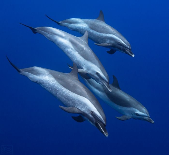 Oahu: Dolphin Swim and Turtle Snorkel Excursion in Waianae - Why the Waianae coast makes this tour different