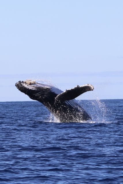 Oahu: Dolphin Swim and Turtle Snorkel Excursion in Waianae - The safety briefing sets the tone