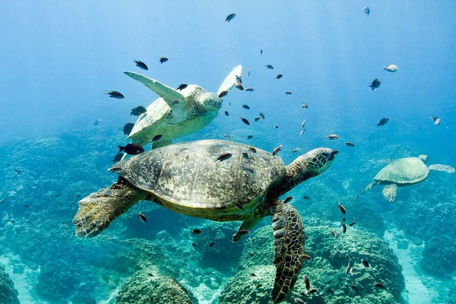 Oahu: Dolphin Swim and Turtle Snorkel Excursion in Waianae - Turtle snorkeling and reef time
