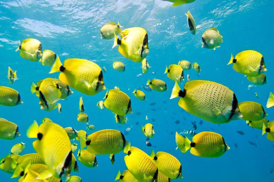 Oahu: Dolphin Swim and Turtle Snorkel Excursion in Waianae - What the guides add to the experience