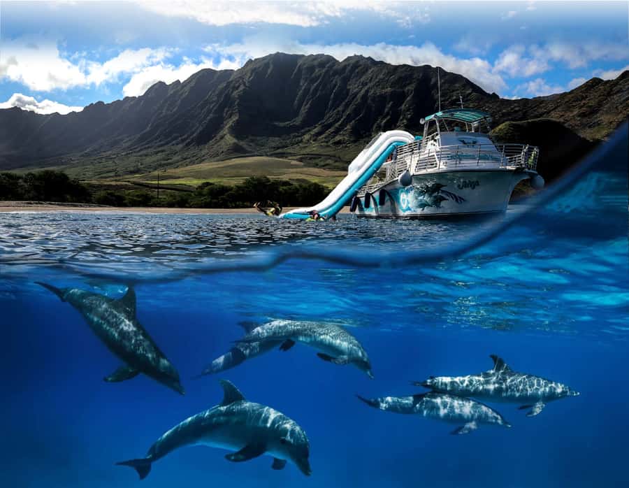Oahu: Dolphin Watching & Turtle Snorkeling with Waterslide - Key points to know before booking