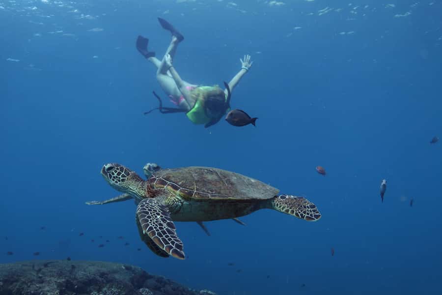 Oahu: Dolphin Watching & Turtle Snorkeling with Waterslide - Starting at Wai‘anae Harbor