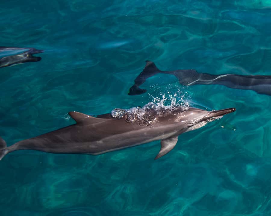 Oahu: Dolphin Watching & Turtle Snorkeling with Waterslide - Snorkeling with honu and reef fish
