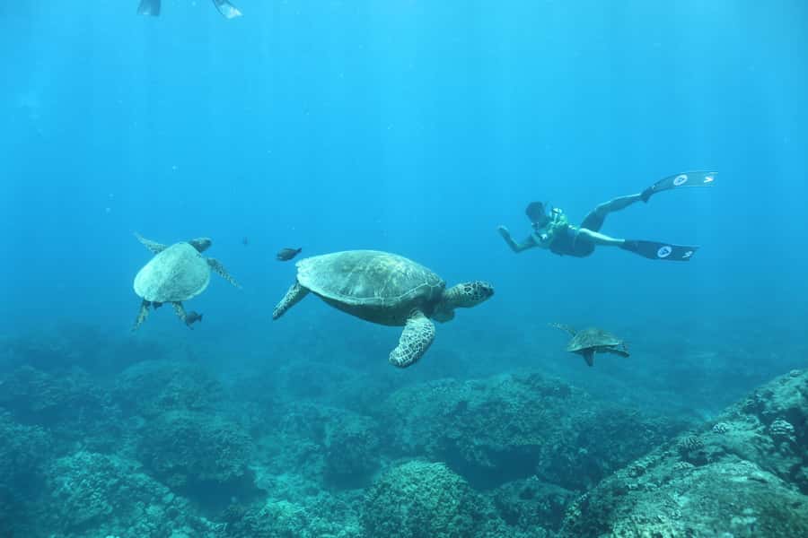 Oahu: Dolphin Watching & Turtle Snorkeling with Waterslide - Should you book this Oahu dolphin cruise?
