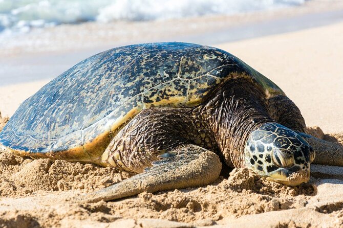 Oahu: Grand Tour Around Island 16 Locations plus Snorkeling - What this Oahu tour is really designed to do