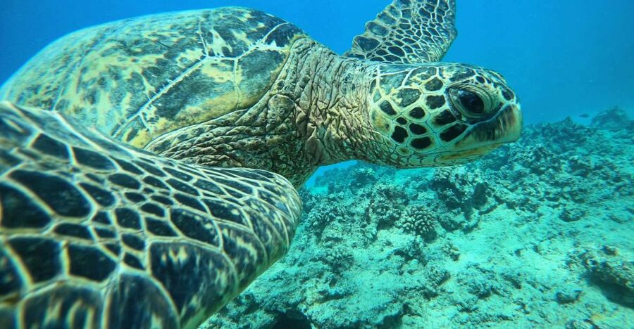 Oahu: Honolulu Turtle Canyon Snorkeling Tour - Key points to know before you book