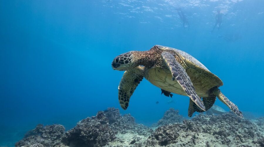 Oahu: Honolulu Turtle Canyon Snorkeling Tour - A short boat ride from Ala Moana to Turtle Canyon