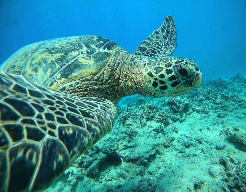 Oahu: Honolulu Turtle Canyon Snorkeling Tour - Turtle Canyon and the green sea turtles
