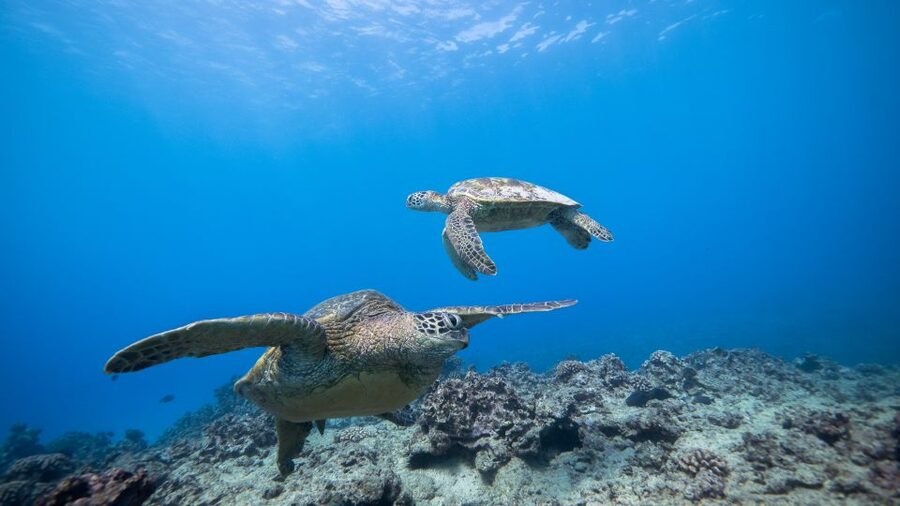 Oahu: Honolulu Turtle Canyon Snorkeling Tour - What the second water stop means for snorkelers