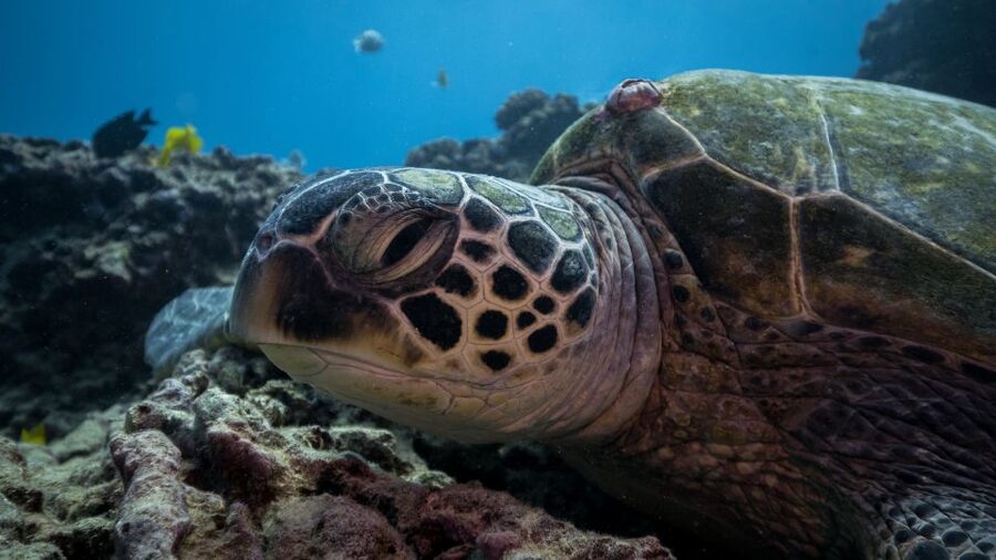 Oahu: Honolulu Turtle Canyon Snorkeling Tour - Rough seas and seasickness