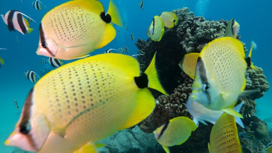 Oahu: Honolulu Turtle Canyon Snorkeling Tour - Your first session: getting comfortable in the water