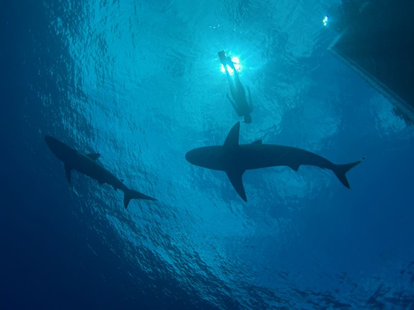 Oahu: North Shore Cageless Shark Snorkeling Tour - Key points before you book