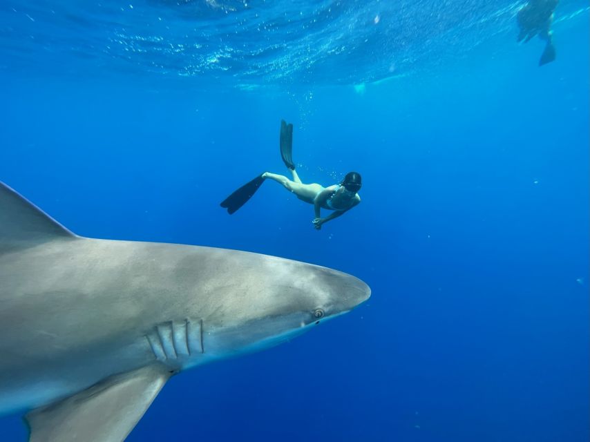 Oahu: North Shore Cageless Shark Snorkeling Tour - From Island View Hawaii to Haleiwa’s shark grounds