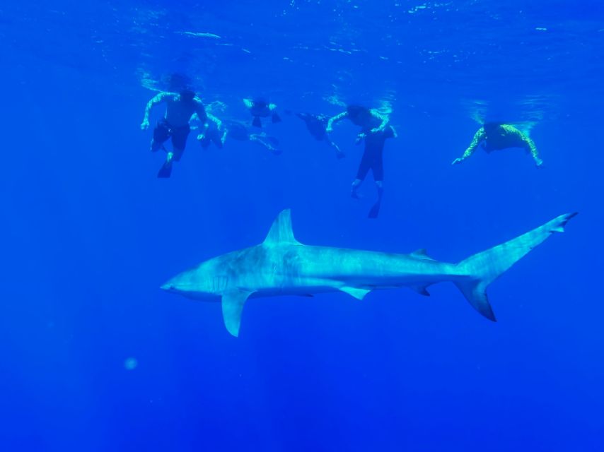 Oahu: North Shore Cageless Shark Snorkeling Tour - Meeting sandbar and Galapagos sharks