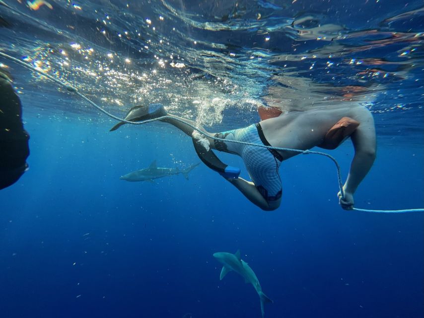 Oahu: North Shore Cageless Shark Snorkeling Tour - Turtles, dolphins, whales, and North Shore fish
