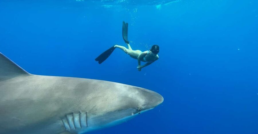 Oahu: North Shore Cageless Shark Snorkeling Tour - Who should book this North Shore outing?