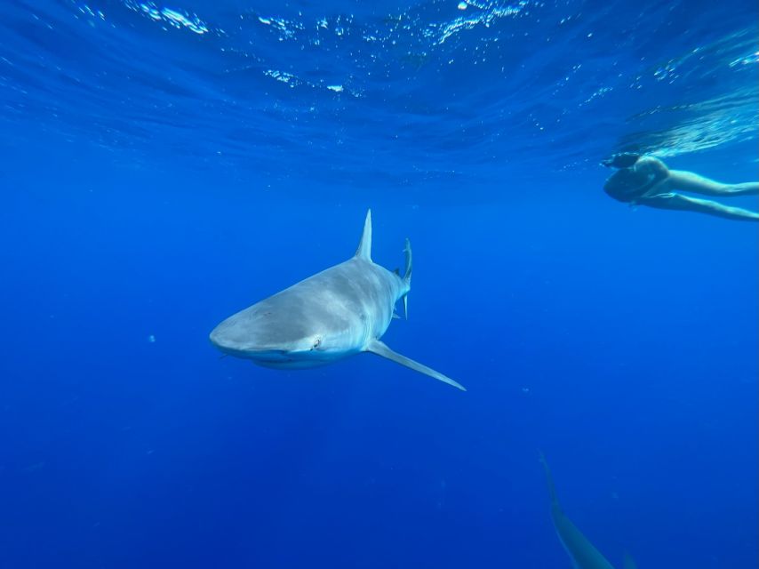Oahu: North Shore Cageless Shark Snorkeling Tour - What cageless really means in this setting