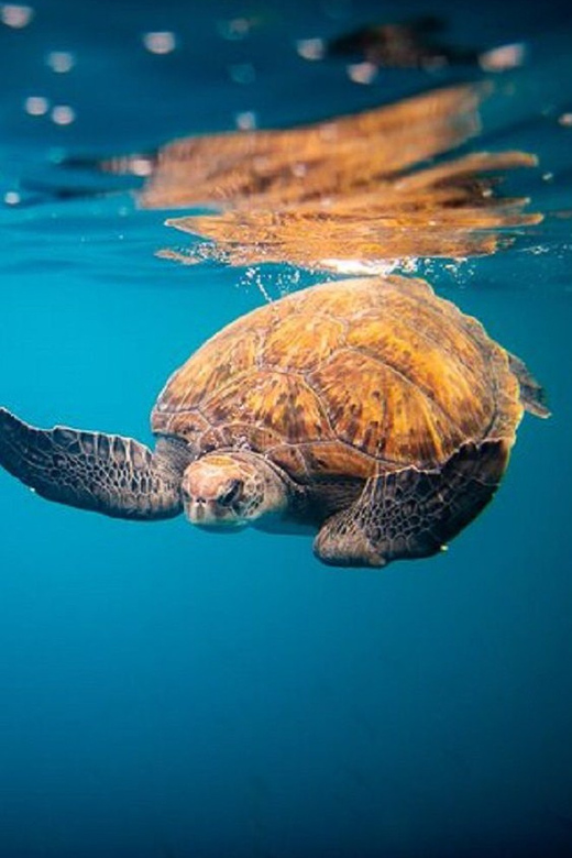 Oahu: North Shore Snorkeling Tour from Haleiwa - Leaving Haleiwa Harbor on the Rambo II