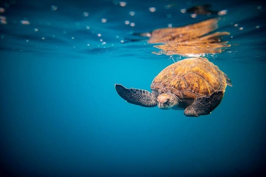 Oahu: North Shore Snorkeling Tour from Haleiwa - Is $110 a fair price?