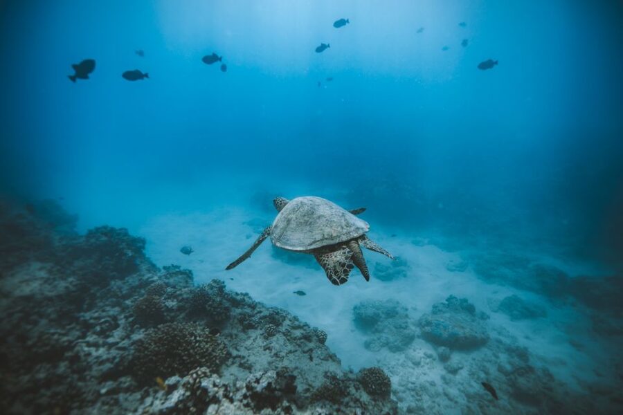 Oahu: Private Turtle Snorkeling with Customizable Itinerary - Key points to know before booking