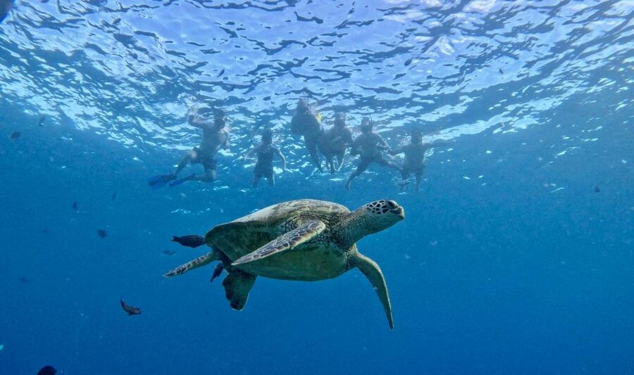 Oahu: Private Turtle Snorkeling with Customizable Itinerary - What the crew adds to the experience