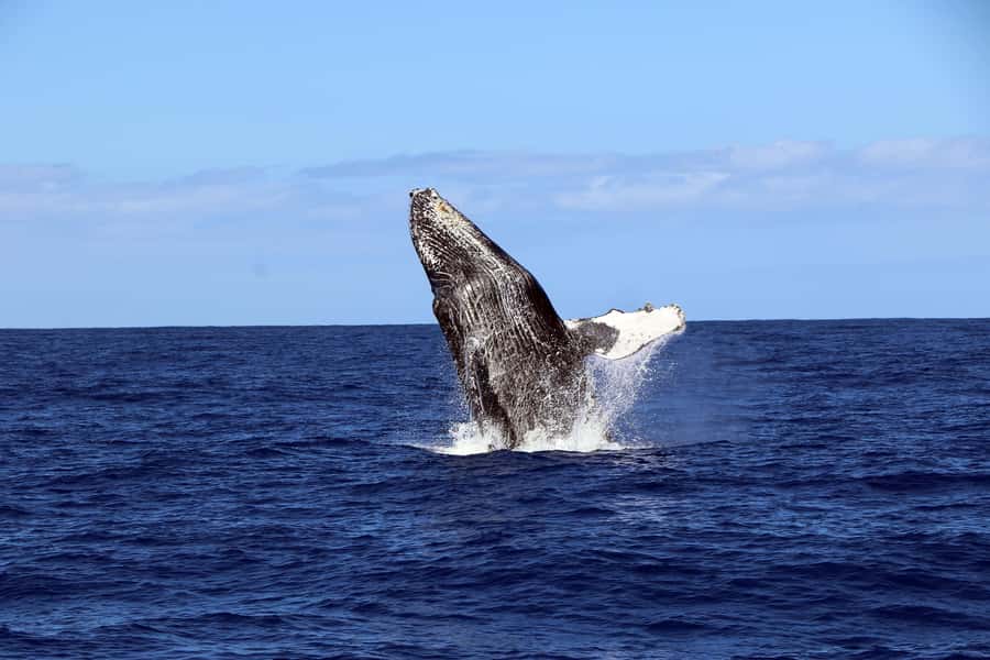Oahu: Snorkeling & Dolphin Watch Cruise w/ Luau Style Buffet - Morning, afternoon, or sunset?