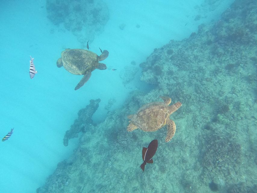 Oahu Snorkeling with Turtles, Water Scooter, Paddleboard - A catamaran ride with useful inclusions
