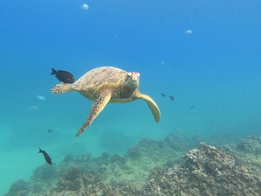 Oahu Snorkeling with Turtles, Water Scooter, Paddleboard - Paddleboarding in open water