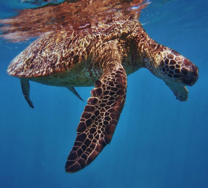 Oahu: Turtle Canyon Snorkeling Boat Tour - Why Turtle Canyon Is the Main Event