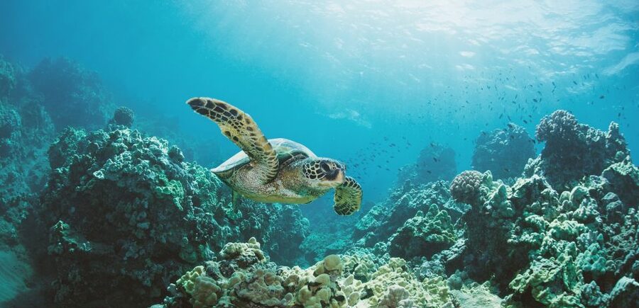 Oahu: Turtle Canyon Snorkeling Boat Tour - How the Crew Handles Safety and Wildlife
