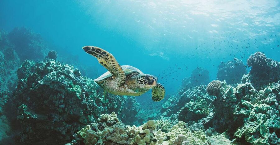 Oahu: Turtle Canyon Snorkeling Boat Tour - Who Will Enjoy This Tour Most?