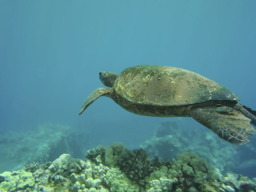Oahu: Waikiki Turtle Snorkel Sail - Is $99 a good value?