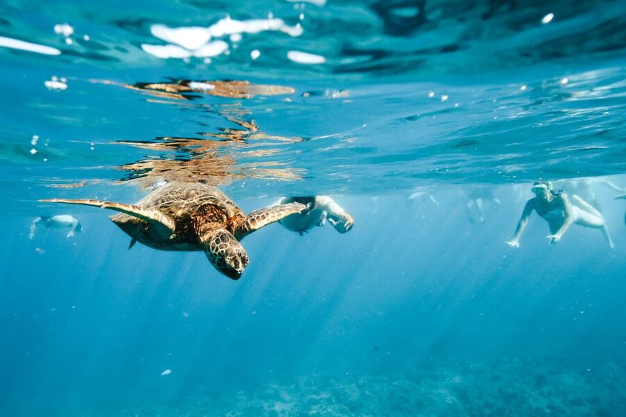 Oahu: Waikiki Turtle Snorkeling Adventure - Key details before you book