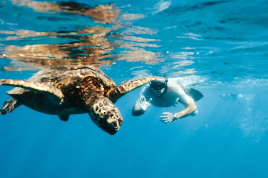 Oahu: Waikiki Turtle Snorkeling Adventure - Diamond Head, Waikiki, dolphins, and seasonal whales