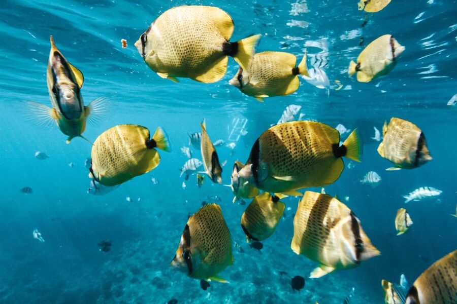 Oahu: Waikiki Turtle Snorkeling Adventure - Is $125 a good value?