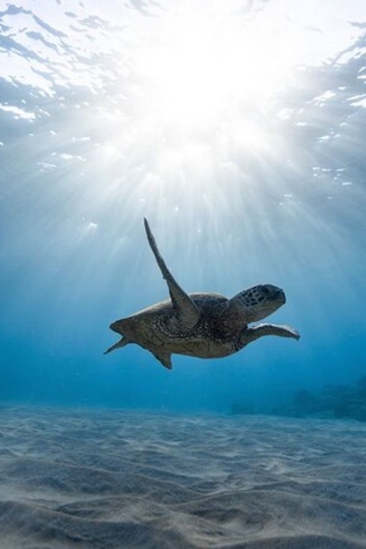 Oahu: Waikiki Turtle Snorkeling Adventure Cruise - Snacks, Equipment, and Time in the Water