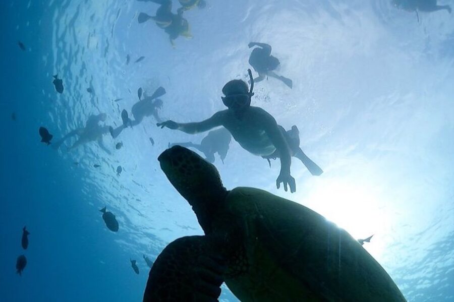 Oahu: Waikiki Turtle Snorkeling Adventure Cruise - Should You Book the Pink Sails Turtle Cruise?