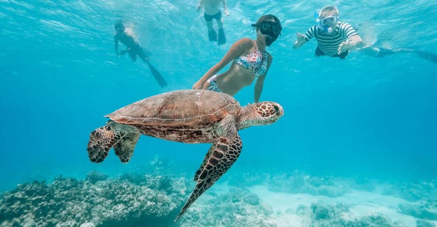 Oahu: Waikiki Turtle Snorkeling Adventure - Reaching the turtle sanctuary off Oahu