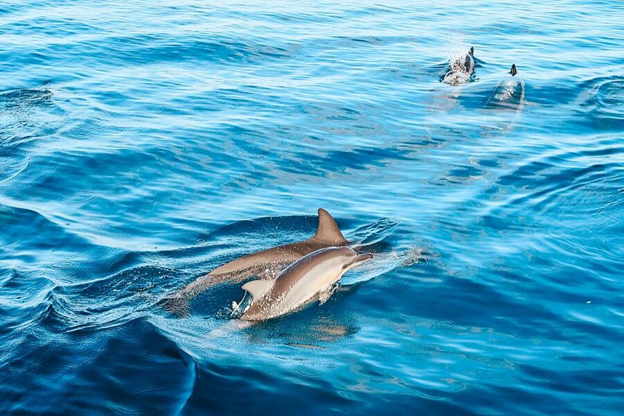 Oahu: Wild Dolphins Swim Turtle Snorkel Tour & Waterslide - Key points to know before booking