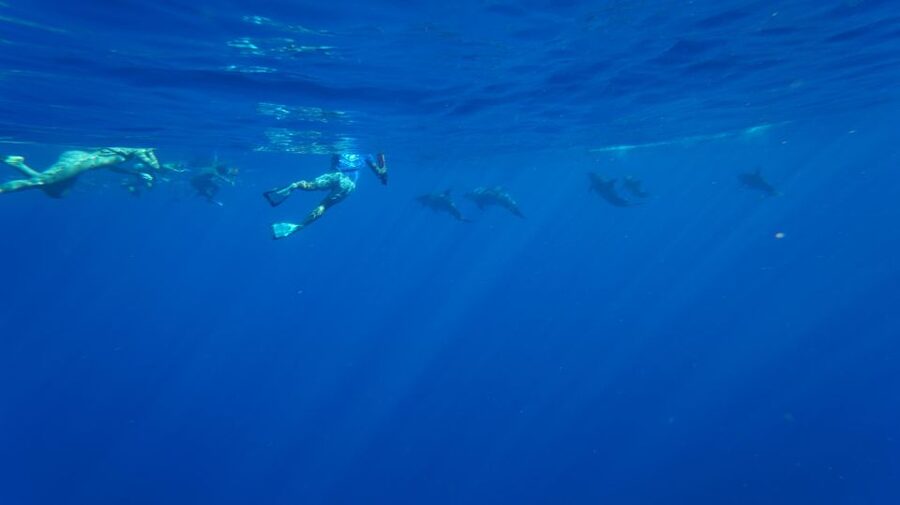 Oahu: Wild Dolphins Swim Turtle Snorkel Tour & Waterslide - Makaha brings a calmer turtle and reef stop
