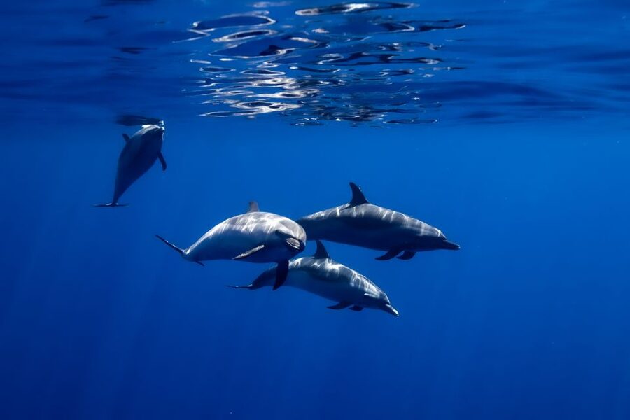 Oahu: Wild Dolphins Swim Turtle Snorkel Tour & Waterslide - What the crew adds to the experience