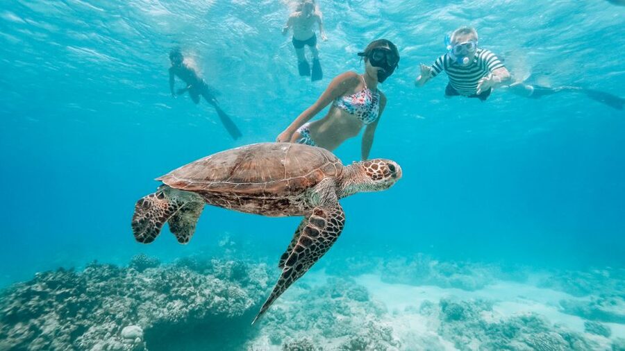 Oahu: Wild Dolphins Swim Turtle Snorkel Tour & Waterslide - Photos cost extra, so set expectations early