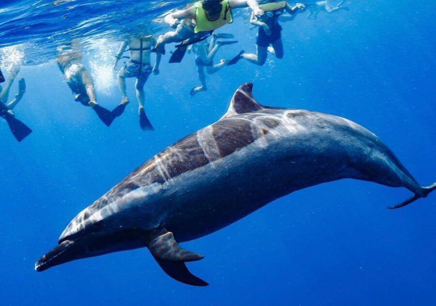 Oahu: Wild Dolphins Swim Turtle Snorkel Tour & Waterslide - Is $199 a good value?