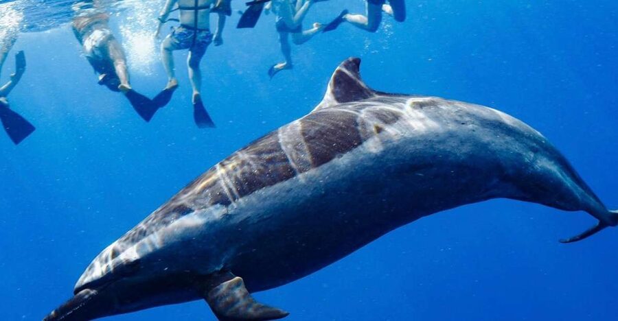 Oahu: Wild Dolphins Swim Turtle Snorkel Tour & Waterslide - The dolphin search is exciting, but not predictable