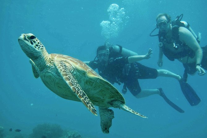 Ocean Freedom Great Barrier Reef Luxury Snorkel and Dive Cruise - Snorkeling support is one of the strongest features